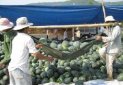 Phú Yên: Dưa rớt giá thê thảm: Lỗ nặng, \
