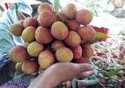 Giá vải ở Phương Nam giảm thê thảm, nguy cơ mỗi hộ mất cả trăm triệu