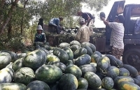 Quảng Ngãi: Giá dưa hấu tăng kỷ lục, nông dân lãi khủng
