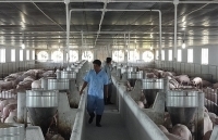 Nguồn cung sụt giảm, giá lợn hơi vẫn giảm mạnh