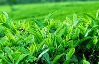 Xuất khẩu chè mang về hơn 60 triệu USD trong 4 tháng đầu năm
