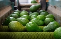 Xúc tiến xuất khẩu bơ vào thị trường Mỹ