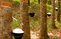 Giá mủ cao su trong nước tăng cao theo thế giới