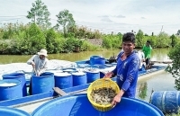 Nguồn cung tôm sẽ tăng mạnh, có dấu hiệu giá giảm