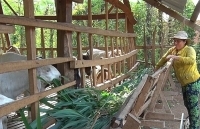 Giá dê tăng kỷ lục