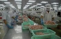 Giá cá tra thấp nhất trong 10 năm qua