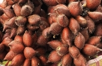 Khách hiếu kỳ quả lạ, hàng rong Hà Nội bán mây Thái với giá “trên trời”