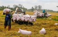 Giá lúa tại Đồng bằng sông Cửu Long tăng sau khi xuất khẩu gạo bình thường trở lại