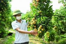 Sẵn sàng đưa vải thiều xuất ngoại
