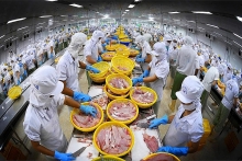 Xuất khẩu đạt gần 1 tỷ USD, doanh nghiệp cá tra đang rộng đường xuất khẩu