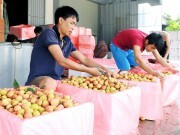 Hải Dương: Giá vải thiều bình quân cao hơn năm ngoái 20%
