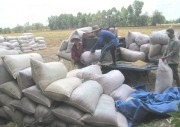 Trúng thầu bán 100.000 tấn gạo cho Philippines