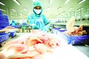 Cá tra thuận đường sang Mỹ