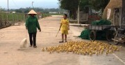 Nghệ An: Vịt rớt giá thê thảm