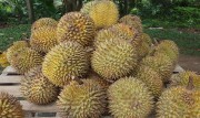 Sầu riêng Hậu Giang được mùa