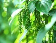 Xuất khẩu hồ tiêu tăng lượng, giảm giá trị