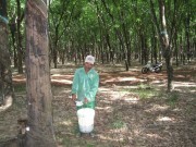 Giá mủ cao su giảm đột ngột, nhà vườn và doanh nghiệp đều choáng