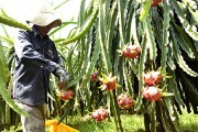 Thanh long Việt sắp có mặt tại thị trường Úc