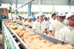 Đảm bảo đầu ra cho trái dừa Bến Tre