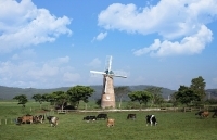 Vinamilk và những bước đi chiến lược trong 30 năm phát triển ngành chăn nuôi bò sữa