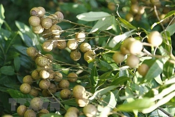 Hưng Yên: Nhãn chín sớm, giá cao gấp 3 lần so với chính vụ
