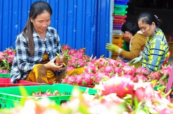 Giá thanh long Bình Thuận rớt thảm