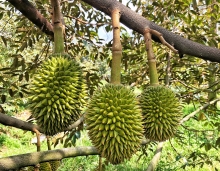 Sầu riêng sẵn sàng xuất khẩu chính ngạch sang Trung Quốc