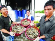 Xuất khẩu nông, thủy sản: Bước tiến vượt bậc trong 10 năm qua