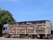 Giá heo tại Phú Yên bất ngờ tăng cao