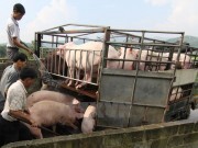 Giá thịt lợn hơi tăng từng giờ, nguồn cung lại khan hiếm ở nội địa?