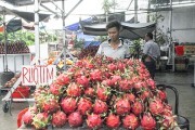 Thanh long đạt chuẩn không lo rớt giá