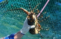 Phú Yên: Thả nuôi tôm hùm tăng gấp 4 lần quy hoạch