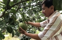 Trái cây vụ hè 2019: Thương lái tranh nhau 