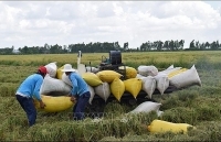 Giá lúa xuống thấp, thương lái 