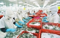 Xuất khẩu tôm, cá tra “tụt dốc”, mực, cá biển vẫn tiến lên