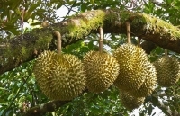 Sắp đến lúc 'bội thực' sầu riêng?