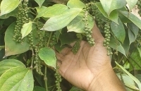 Sản lượng hồ tiêu vẫn tăng nhiều dù giá thấp