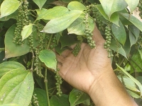 Giá tiêu hôm nay 2/12: Cao nhất 63.000 đồng/kg