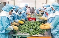Thu hút đầu tư chế biến sâu nông sản