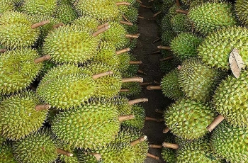 Khánh Hòa: Sầu riêng đặc sản tại Khánh Sơn được mùa, được giá