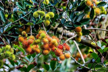 NPK Cà Mau: Chất lượng đi đầu, giá trị bền lâu