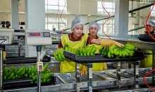 Khẩn trương xây dựng Nghị định thư xuất khẩu 8 loại trái cây sang Trung Quốc