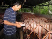 Thức ăn chăn nuôi: Không bị nhiễm chất cấm