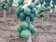 Quảng Nam: Đu đủ mất mùa mất giá, nông dân lo lắng