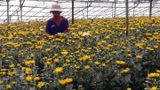 Lâm Đồng: Cận rằm tháng 7, giá hoa cúc Đà Lạt tăng vọt