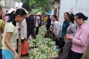 Na Lạng Sơn hạ giá, người trồng vẫn có lãi