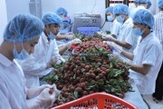 Kỳ I: Mùa vải thiều thắng lợi