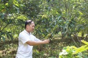 Hạt dẻ đồi giá cao vẫn cháy hàng