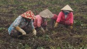 Khoai lang tím Bình Tân trúng chợ