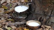 Giá mủ cao su và giá xuất khẩu cùng tăng mạnh